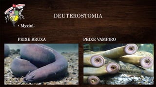 DEUTEROSTOMIA
• Myxini:
PEIXE BRUXA PEIXE VAMPIRO
 