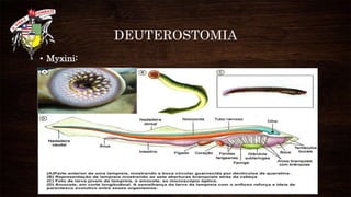 DEUTEROSTOMIA
• Myxini:
 