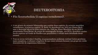 DEUTEROSTOMIA
• Filo Xenoturbellida (2 espécies vermiformes).
• é um gênero de animais bilaterados que contêm duas espécies de animais marinhos
vermiformes. A primeira espécie, X. bocki, foi descoberta em 1915 por Sixten Bock,
mas a descrição oficial foi feita somente em 1949 por Einar Westblad Já em 2016 o
pesquisador Greg Rouse, do centro de oceanografia Scripps, nos EUA, descobriu quatro
novas espécies no fundo do Pacífico que possibilitou o estudo mais detalhado desse
animal.
• Com as novas inclusões à família, os pesquisadores puderam realizar testes genéticos
mais completos, e reforçar a hipótese de que esses animais formam um grupo ate então
desconhecido de organismos bilaterais.
 