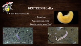 DEUTEROSTOMIA
• Filo Xenoturbellida
• Espécies:
Xenoturbella bocki
Xenoturbella westbladi
 