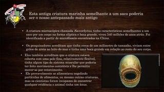 Esta antiga criatura marinha semelhante a um saco poderia
ser o nosso antepassado mais antigo
• A criatura microscópica chamada Saccorhytus, tinha características semelhantes a um
saco por um corpo na forma elíptica e boca grande, viveu 540 milhões de anos atrás. Foi
identificado a partir de microfósseis encontrados na China.
• Os pesquisadores acreditam que tinha cerca de um milímetro de tamanho, viviam entre
grãos de areia no leito do mar e tinha uma boca grande em relação ao resto do seu corpo.
• Eles também acreditam que a criatura estava
coberta com uma pele fina, relativamente flexível,
tinha algum tipo de sistema muscular que poderia
ter feito movimentos contráteis e lhe permitiu
mover-se por retorcimento.
• Ele provavelmente se alimentava engolindo
partículas de alimentos, ou mesmo outras criaturas,
mas os cientistas foram incapazes de encontrar
qualquer evidência o animal tinha um ânus.
 