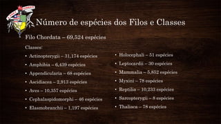 Número de espécies dos Filos e Classes
Filo Chordata – 69,524 espécies
Classes:
• Actinopterygii – 31,174 espécies
• Amphibia – 6,439 espécies
• Appendicularia – 68 espécies
• Ascidiacea – 2,913 espécies
• Aves – 10,357 espécies
• Cephalaspidomorphi – 46 espécies
• Elasmobranchii – 1,197 espécies
• Holocephali – 51 espécies
• Leptocardii – 30 espécies
• Mammalia – 5,852 espécies
• Myxini – 78 espécies
• Reptilia – 10,233 espécies
• Sarcopterygii – 8 espécies
• Thaliaca – 78 espécies
 