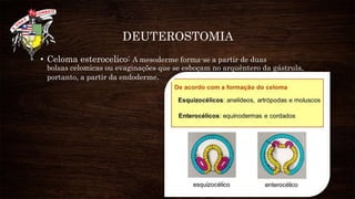 DEUTEROSTOMIA
• Celoma esterocelico: A mesoderme forma-se a partir de duas
bolsas celomicas ou evaginações que se esboçam no arquêntero da gástrula,
portanto, a partir da endoderme.
 