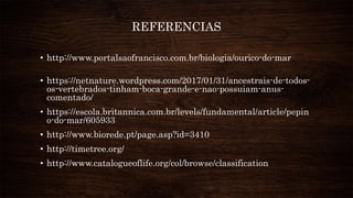 REFERENCIAS
• http://www.portalsaofrancisco.com.br/biologia/ourico-do-mar
• https://netnature.wordpress.com/2017/01/31/ancestrais-de-todos-
os-vertebrados-tinham-boca-grande-e-nao-possuiam-anus-
comentado/
• https://escola.britannica.com.br/levels/fundamental/article/pepin
o-do-mar/605933
• http://www.biorede.pt/page.asp?id=3410
• http://timetree.org/
• http://www.catalogueoflife.org/col/browse/classification
 