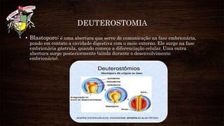 DEUTEROSTOMIA
• Blastoporo: é uma abertura que serve de comunicação na fase embrionária,
pondo em contato a cavidade digestiva com o meio externo. Ele surge na fase
embrionária gástrula, quando começa a diferenciação celular. Uma outra
abertura surge posteriormente (ainda durante o desenvolvimento
embrionário).
 