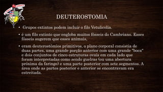 DEUTEROSTOMIA
• Grupos extintos podem incluir o filo Vetulicolia.
• é um filo extinto que engloba muitos fósseis do Cambriano. Esses
fósseis sugerem que esses animais,
• eram deuterostômios primitivos, o plano corporal consistia de
duas partes, uma grande porção anterior com uma grande "boca"
e dois conjuntos de cinco estruturas ovais em cada lado que
foram interpretadas como sendo guelras (ou uma abertura
próxima da faringe) e uma parte posterior com sete segmentos. A
área onde as partes posterior e anterior se encontravam era
estreitada.
 