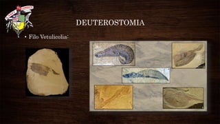 DEUTEROSTOMIA
• Filo Vetulicolia:
 
