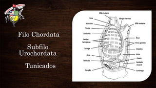 Filo Chordata
Subfilo
Urochordata
Tunicados
 