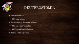 DEUTEROSTOMIA
• Echinodermata:
• 100% marinhos
• Bentônicos – livres ou sésseis
• 7000 espécies viventes
• 13000 espécies de fosseis
• Brasil : 329 espécies
 