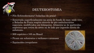 DEUTEROSTOMIA
• Filo Echinodermata:( bolachas da praia)
• Enterrada superficialmente na areia do fundo do mar, onde vive,
a Bolacha da Praia respira através de pés ambulacrários
especiais, modificados em brânquias. Alimenta-se de partículas
orgânicas que retira da areia ou do lodo por ingestão direta do
substrato.
• 900 espécies e 105 no Brasil
• Ficam em substratos e rochosos e arenosos
• Equinoides irregulares
 