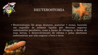 DEUTEROSTOMIA
• Deuterostomia (do grego deuteros, posterior + stoma, boca)são
um superfilo de animais ligados por diversos aspectos
embrionários peculiares, como a forma de clivagem, a forma de
suas larvas, o desenvolvimento do celoma e pelas aberturas
embrionárias que irão originar a boca e ânus.
 