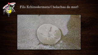 Filo Echinodermata:( bolachas do mar)
 