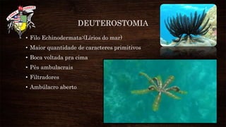 DEUTEROSTOMIA
• Filo Echinodermata:(Lírios do mar)
• Maior quantidade de caracteres primitivos
• Boca voltada pra cima
• Pês ambulacrais
• Filtradores
• Ambúlacro aberto
 
