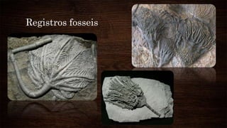 Registros fosseis
 