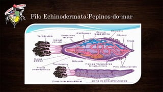 Filo Echinodermata:Pepinos-do-mar
 