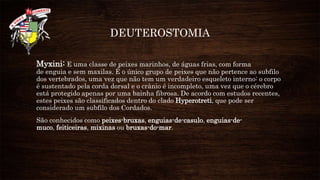DEUTEROSTOMIA
Myxini: E uma classe de peixes marinhos, de águas frias, com forma
de enguia e sem maxilas. É o único grupo de peixes que não pertence ao subfilo
dos vertebrados, uma vez que não tem um verdadeiro esqueleto interno: o corpo
é sustentado pela corda dorsal e o crânio é incompleto, uma vez que o cérebro
está protegido apenas por uma bainha fibrosa. De acordo com estudos recentes,
estes peixes são classificados dentro do clado Hyperotreti, que pode ser
considerado um subfilo dos Cordados.
São conhecidos como peixes-bruxas, enguias-de-casulo, enguias-de-
muco, feiticeiras, mixinas ou bruxas-do-mar.
 