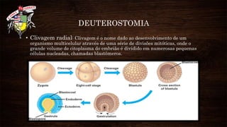 DEUTEROSTOMIA
• Clivagem radial: Clivagem é o nome dado ao desenvolvimento de um
organismo multicelular através de uma série de divisões mitóticas, onde o
grande volume de citoplasma do embrião é dividido em numerosas pequenas
células nucleadas, chamadas blastômeros.
 