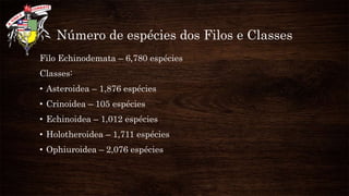 Número de espécies dos Filos e Classes
Filo Echinodemata – 6,780 espécies
Classes:
• Asteroidea – 1,876 espécies
• Crinoidea – 105 espécies
• Echinoidea – 1,012 espécies
• Holotheroidea – 1,711 espécies
• Ophiuroidea – 2,076 espécies
 