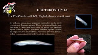 Deuterostomia [salvo automaticamente]
