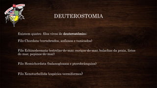 Deuterostomia [salvo automaticamente]