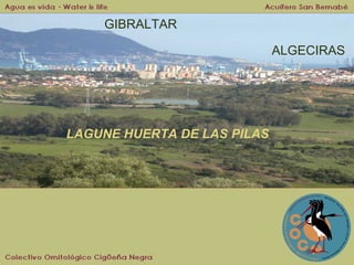 GIBRALTAR
ALGECIRAS

LAGUNE HUERTA DE LAS PILAS

 