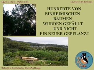 HUNDERTE VON
EINHEIMISCHEN
BÄUMEN
WURDEN GEFÄLLT
UND NICHT
EIN NEUER GEPFLANZT

 