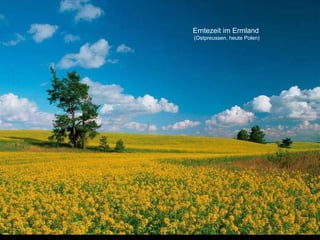 Erntezeit im Ermland  (Ostpreussen, heute Polen) 