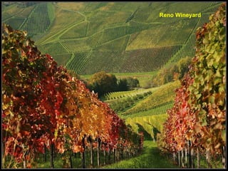 Reno Wineyard 