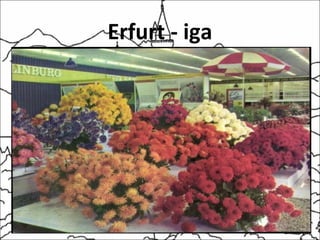 Erfurt - iga
 
