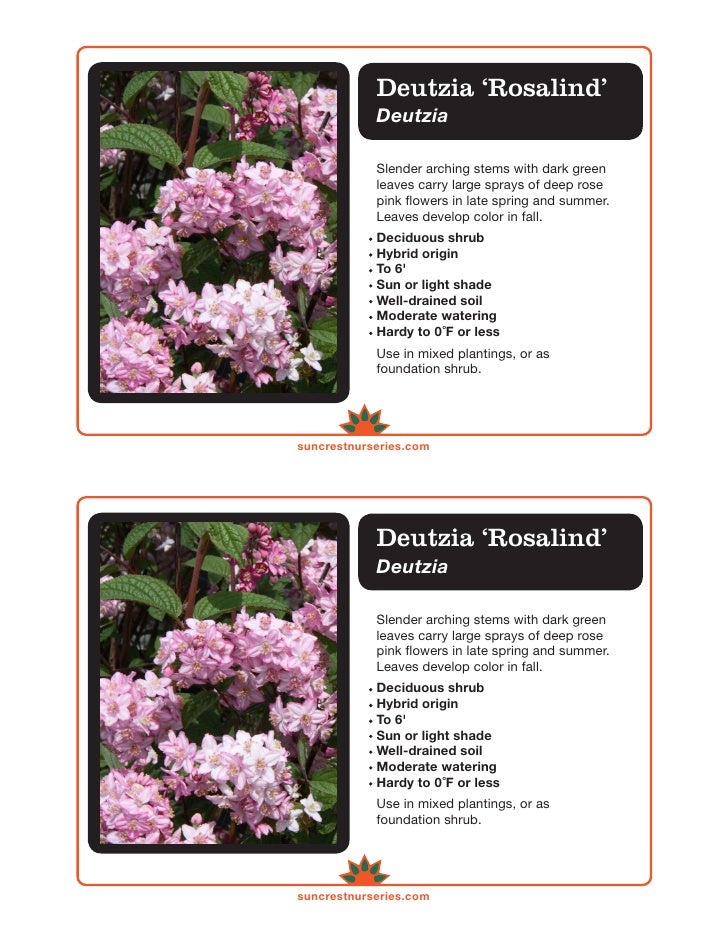 Deutzia Rosalind Label