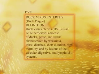 DUCK VIRUS ENTERITIS
(Duck Plague)
DEFINITION
Duck virus enteritis (DVE) is an
acute herpesvirus disease
of ducks, geese, and swans
characterized by weakness,
thirst, diarrhea, short duration, high
mortality, and by lesions of the
vascular, digestive, and lymphoid
systems.
DVE
 