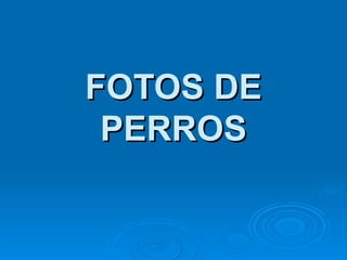 FOTOS DE PERROS 