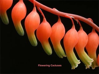 Flowering Cactuses

 