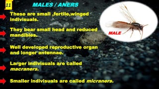 MALES / ANERS
These are small ,fertile,winged
indivisuals.
They bear small head and reduced
mandibles.
Well developed reproductive organ
and longer antennae.
Larger indivisuals are called
macraners.
Smaller indivisuals are called micraners.
MALE
11
 