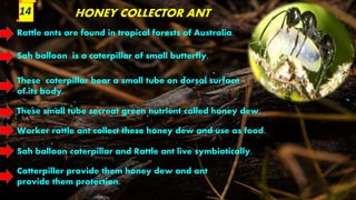 HONEY COLLECTOR ANT
Rattle ants are found in tropical forests of Australia.
Sah balloon is a caterpillar of small butterfly.
These caterpillar bear a small tube on dorsal surface
of its body.
These small tube secreat green nutrient called honey dew.
Worker rattle ant collect these honey dew and use as food.
Sah balloon caterpillar and Rattle ant live symbiotically.
Catterpiller provide them honey dew and ant
provide them protection.
14
 