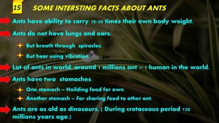SOME INTERSTING FACTS ABOUT ANTS
Ants have ability to carry 10-50 times their own body weight.
Ants do not have lungs and ears.
But breath through spiracles.
But hear using vibration.
Lot of ants in world, around 1 millions ant = 1 human in the world.
Ants have two stomaches.
One stomach – Hoilding food for own.
Another stomach – For sharing food to other ant.
Ants are as old as dinosaurs. ( During cretaceous period 130
millions years ago.)
15
 