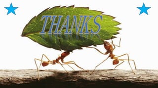 Social Behaviour of Ant