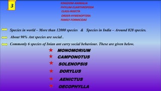 CLASS-INSECTA
ORDER-HYMENOPTERA
FAMILY-FORMICIDAE
PHYLUM-EUARTHROPODA
KINGDOM-ANIMALIA
Species in world – More than 12000 species & Species in India – Around 828 species.
About 90% Ant species are social .
Commonly 6 species of Inian ant carry social behaviour. These are given below.
MONOMORIUM
CAMPONOTUS
SOLENOPSIS
DORYLUS
AENICTUS
OECOPHYLLA
3
 