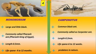 Large and little black.
Commonly called Pharaoh
ant.(Pharaoh=king of Egypt).
Length-0.5mm.
Life spane- 4 to 12 months.
MONOMORIUM CAMPONOTUS
Common black ant.
Commonly called as Carpenter ant.
Length-0.2mm.
Life spane-6 to 12 weeks.
predators in nature.
4
 