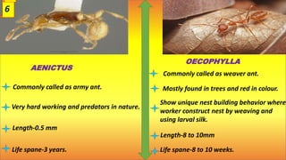 AENICTUS
Commonly called as army ant.
Very hard working and predators in nature.
Length-0.5 mm
Life spane-3 years.
OECOPHYLLA
Commonly called as weaver ant.
Mostly found in trees and red in colour.
Show unique nest building behavior where
worker construct nest by weaving and
using larval silk.
Length-8 to 10mm
Life spane-8 to 10 weeks.
6
 