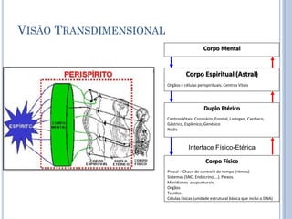 VISÃO TRANSDIMENSIONAL
Corpo Mental
Corpo Espiritual (Astral)
Orgãos e células perispirituais. Centros Vitais
Duplo Etérico
Centros Vitais: Coronário, Frontal, Laríngeo, Cardíaco,
Gástrico, Esplênico, Genésico
Nadis
Corpo Físico
Pineal – Chave de controle de tempo (ritmos)
Sistemas (SNC, Endócrino,...). Plexos.
Meridianos acupunturais
Orgãos
Tecidos
Células físicas (unidade estrutural básica que inclui o DNA)
Interface Físico-Etérica
 