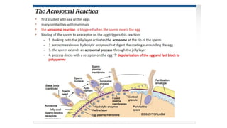 Developmental Biology Presentation Veena