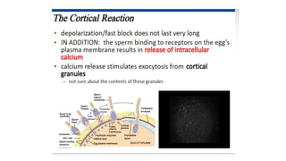 Developmental Biology Presentation Veena