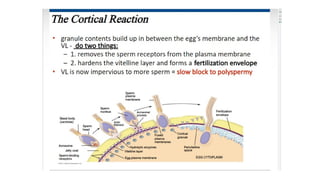 Developmental Biology Presentation Veena