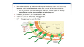 Developmental Biology Presentation Veena