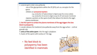 Developmental Biology Presentation Veena