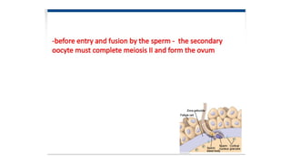 Developmental Biology Presentation Veena