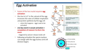 Developmental Biology Presentation Veena