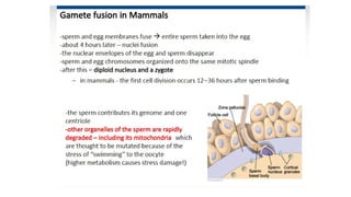 Developmental Biology Presentation Veena