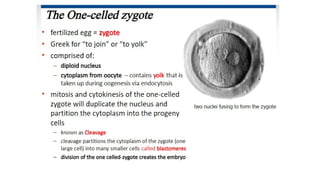 Developmental Biology Presentation Veena